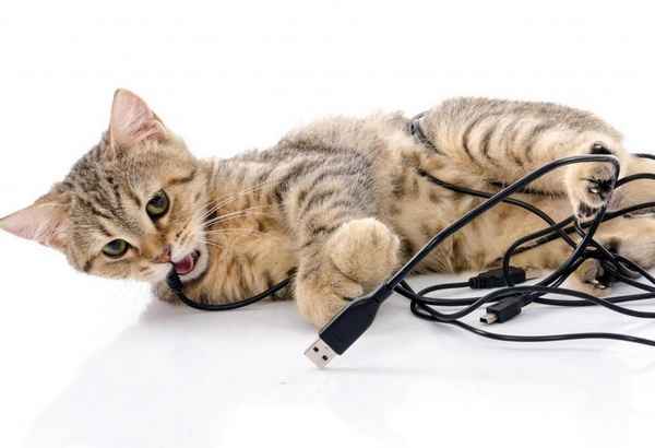 Почему кошка грызет провода и что с этим делать