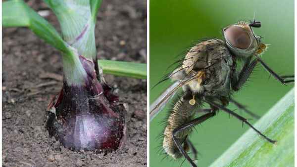 Луковая муха - как с ней бороться? Обзор препаратов и народных средств