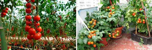 Выращивание ампельных томатов: особенности, правила, сорта