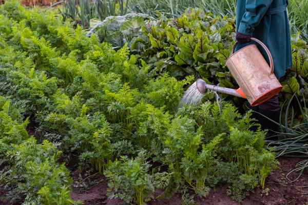 Выращивание моркови в открытом грунте. Посадка и уход, лучшие сорта, борьба с вредителями