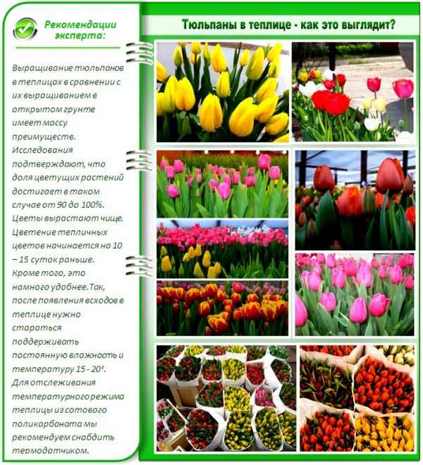 Тюльпаны: классификация, посадка и уход, лучшие сорта, особенности выращивания в открытом грунте
