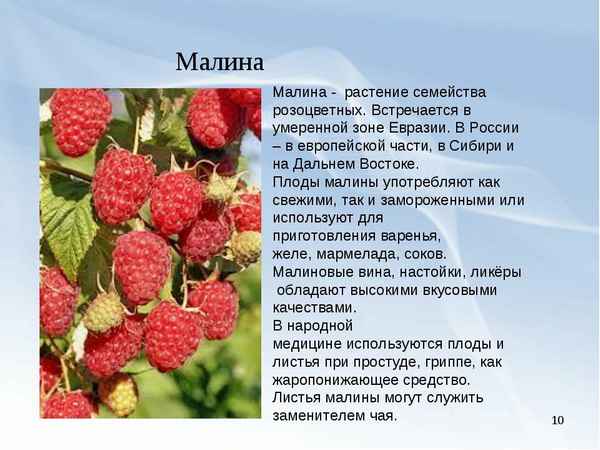 Малина Награда или старожил российского сортамента, хаpaктеристика, описаниеприкладное садоводство в советах, вопросах и ответах