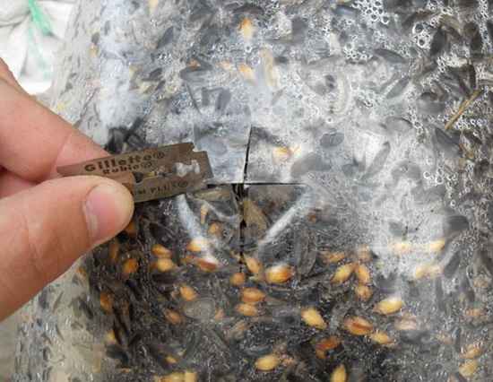Как выращивать грибы вешенки в домашних условиях? Подготовка субстрата, уход за всходами