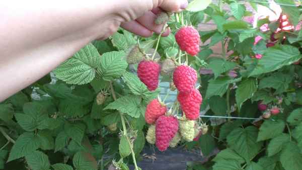 Малина Столешник - сорт для ягоды, не для битвы за урожайприкладное садоводство в советах, вопросах и ответах