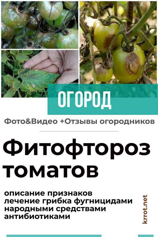 Фитофтороз томатов: эффективные средства и мерыприкладное садоводство в советах, вопросах и ответах