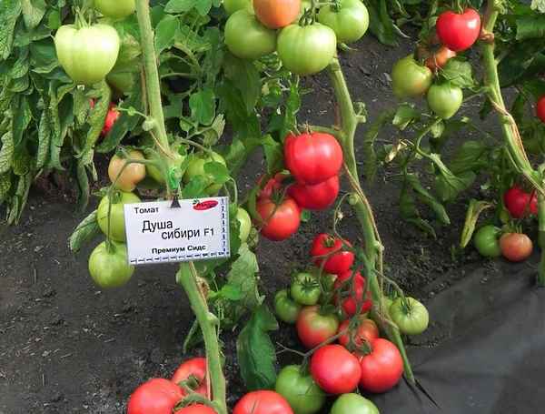 Лучшие сорта томатов 2018-2019 года. Для открытого грунта и теплицы