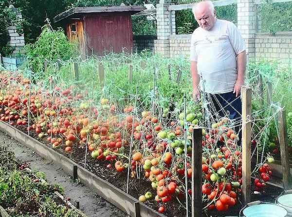 Черные томаты, лучшие сорта для теплиц и грядокприкладное садоводство в советах, вопросах и ответах