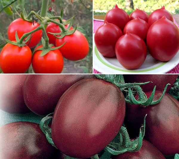 Самые урожайные сорта томатов: для теплиц и открытого грунта