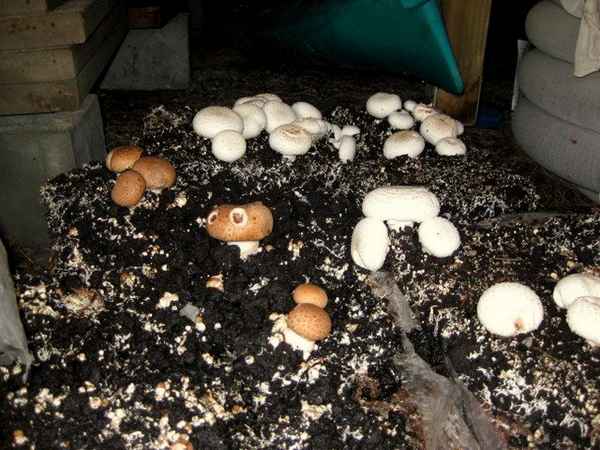 Выращивание белых грибов в домашних условиях и на участке. Подготовка субстрата, мицелия, посадка и уход
