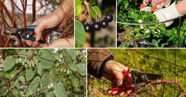 Обрезка малины весной: урожай в 3 раза большеприкладное садоводство в советах, вопросах и ответах