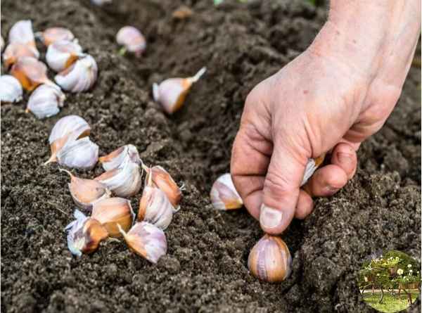 Как сажать яровой чеснок и как посадить правильноприкладное садоводство в советах, вопросах и ответах