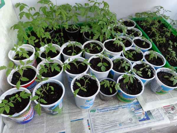 Как выращивать рассаду помидоров в домашних условиях