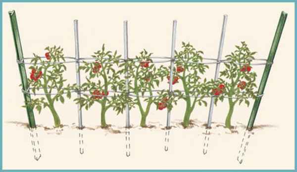 Как правильно подвязывать помидоры. В теплице, в открытом грунте