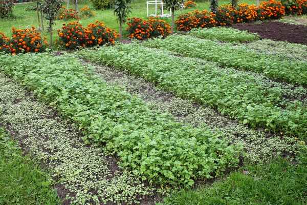 Сидераты: какие лучше для огорода. Посадка весной, летом, осенью. Лучшие сидераты для картофеля