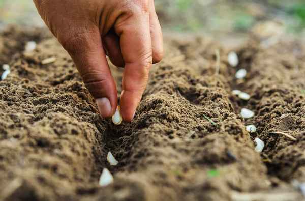 Когда сажать свеклу в открытый грунт семенами: по регионамприкладное садоводство в советах, вопросах и ответах