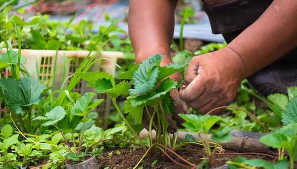 Как обработать клубнику после сбора урожая: советы и рекомендации опытных садоводов