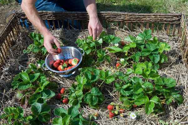 Обработка клубники перекисью лишит урожая: агрономы предупреждаютприкладное садоводство в советах, вопросах и ответах