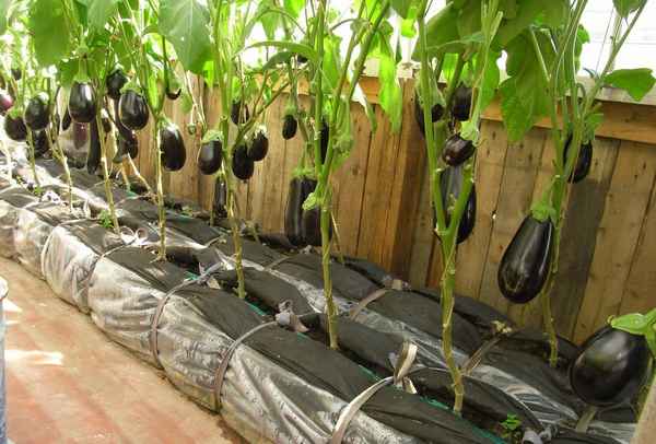 Баклажаны: выращивание и уход в теплице. Сорта, посадка, рассада, удобрения