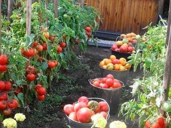 Розовые томаты для теплиц: фавориты последних сезоновприкладное садоводство в советах, вопросах и ответах