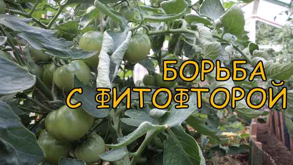 Фитофтора на помидорах: как бороться. Народные средства, фитофтора в теплице