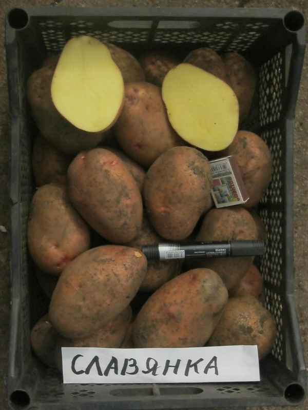 Сорта картофеля для жарки. Обзор и советы по выбору
