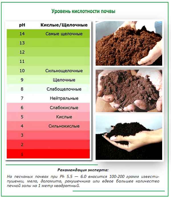 Кислая почва: какие растения её любят, как определить и раскислить