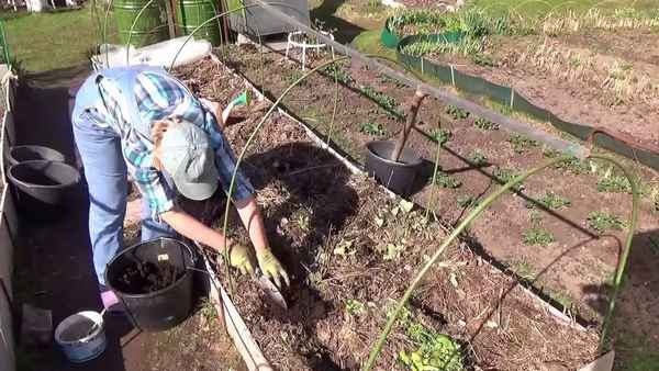 Баклажаны: выращивание и уход в открытом грунте. Подготовка грядок, рассады, высадка