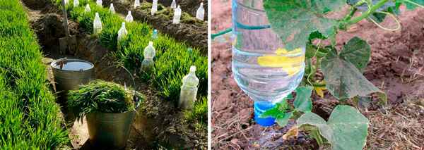 Система капельного полива из пластиковых бутылок — комфорт для растений и экономия средств для огородников