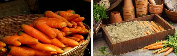 Способы хранения моркови на зиму — советы опытных садоводов