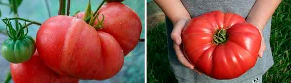 Крупноплодные сорта томатов: особенности и нюансы выращивания