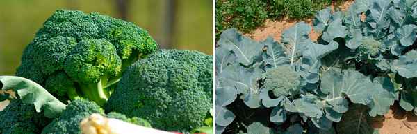 Выращивание брокколи: тонкости ухода за итальянской капустой