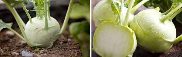 Выращивание кольраби: от рассады до сбора урожая
