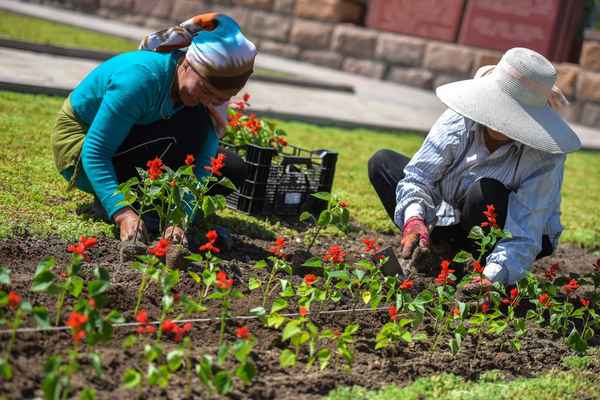 Исскуство посадки кулубники осенью и весной, фоторепортаж дачникаприкладное садоводство в советах, вопросах и ответах