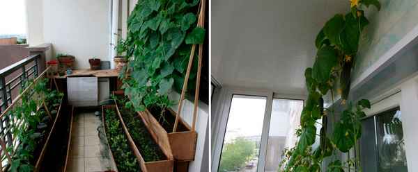 Секреты опытного огородника о выращивании огурцов на балконе