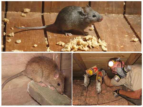 Действенные методы в борьбе с крысами в доме: Советы по профилактике их появления +Фото и Видео