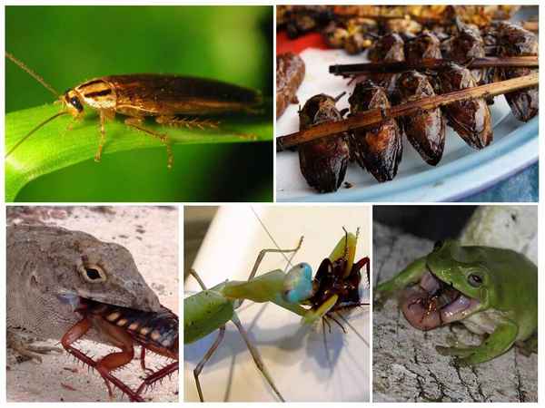Естественные враги таpaканов в природных и домашних условиях: Обзор