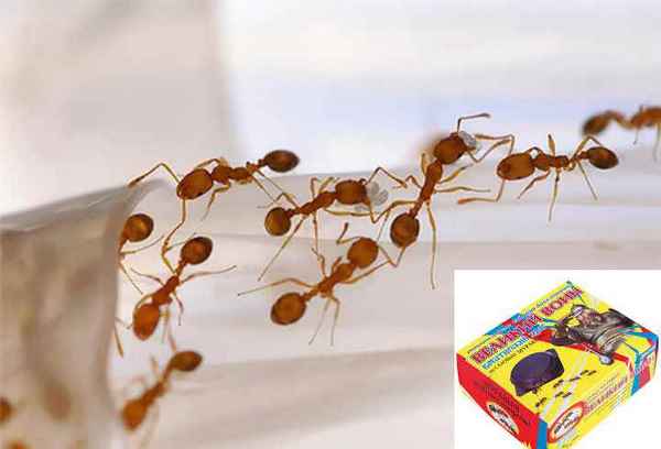 Домашние муравьи – как бороться с вредителями: Обзор и Советы +Видео