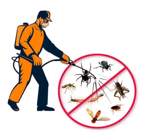 Как бороться с пауками: советы и рекомендации по их истрeблению.