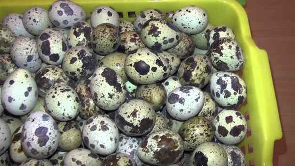 Основные правила хранения перепелиных яиц