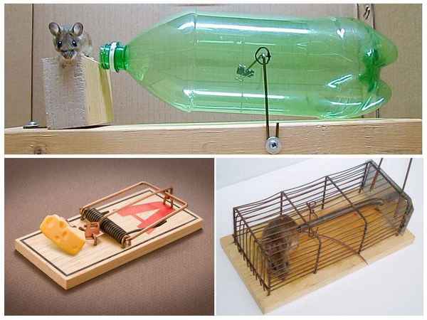 Изготовление ловушки для мышей из подручных средств