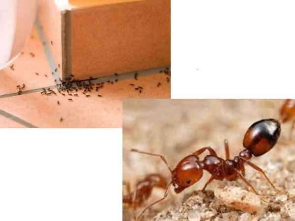 Средства, помогающие навсегда очистить дом от нашествия муравьёв