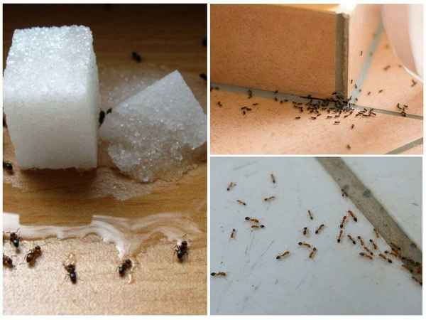 Как избавиться от муравьев в домашних условиях