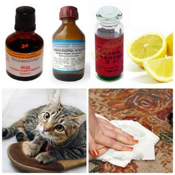 Как избавиться от кошачьего запаха мочи в квартире — народные и промышленные средства  