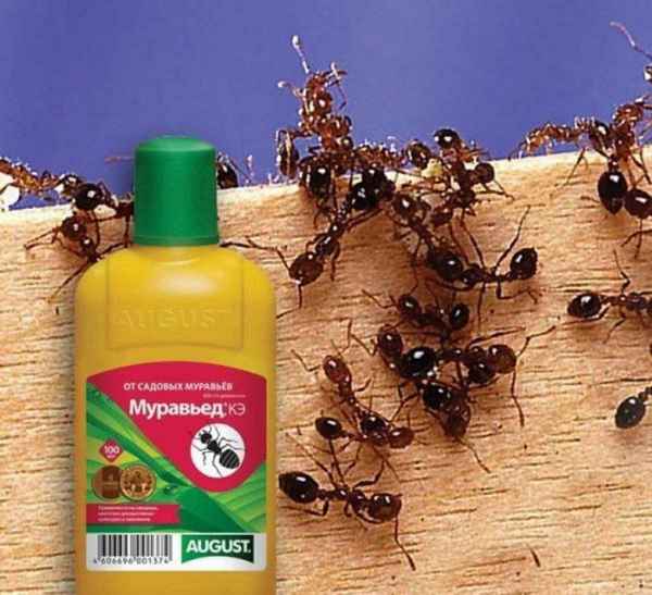 Как вывести муравьёв из дома — средства борьбы и меры профилактики  