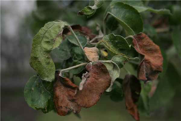 коричневые листья на яблоне: в чем причины и как бороться