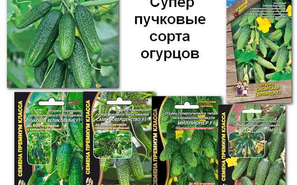 Самые лучшие сорта огурцов для выращивания в теплицах в Сибири (фото, отзывы)