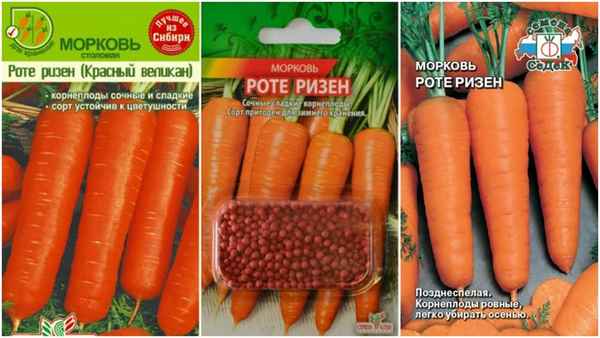 морковь роте ризен красный великан: описание и хаpaктеристики, как правильно сажать + отзывы