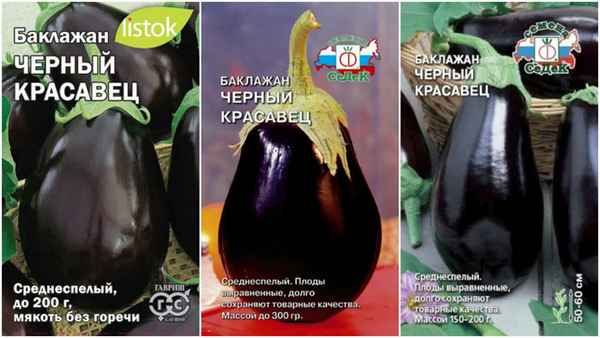 баклажаны черный красавец: отзывы, описание сорта, выращивание и уход в открытом грунте