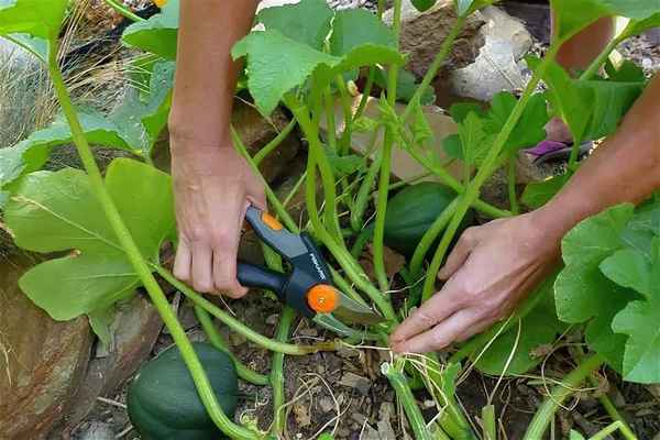 как прищипывать тыкву при выращивании в открытом грунте и теплице (фото)