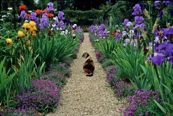 ирисы в ландшафтном дизайне сада: с какими цветами сочетается, фото, примеры клумб